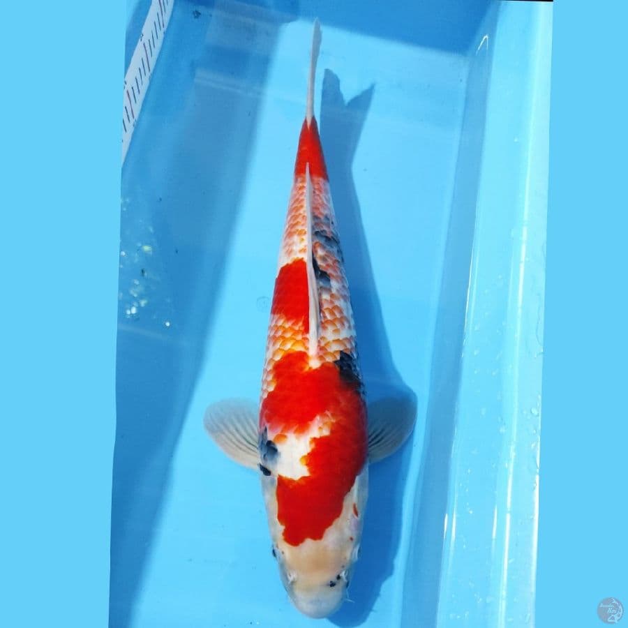 KANOKO SHOWA LANGKA