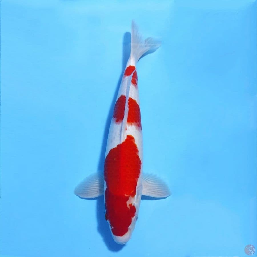 KOHAKU MERAH STRONG