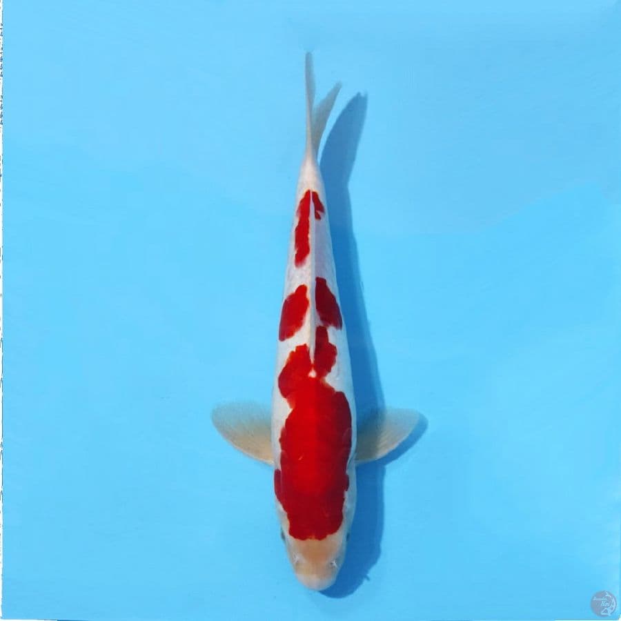 DOITSU KOHAKU MERAH