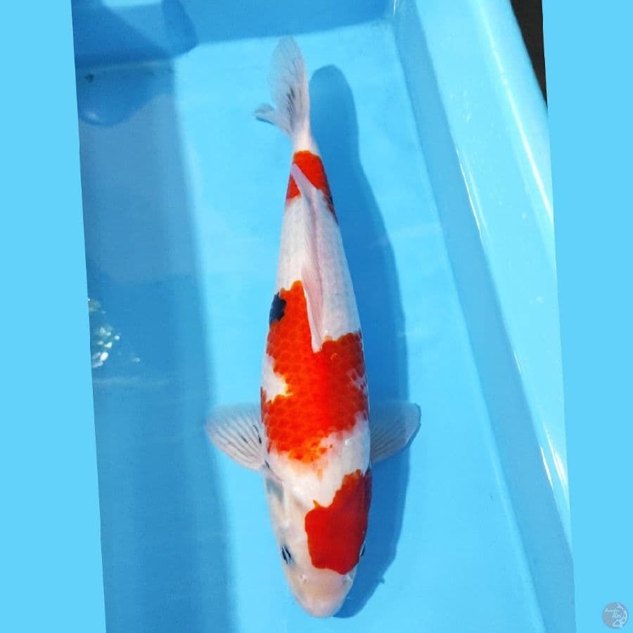 SHOWA TATEGOI CALON JUMBO