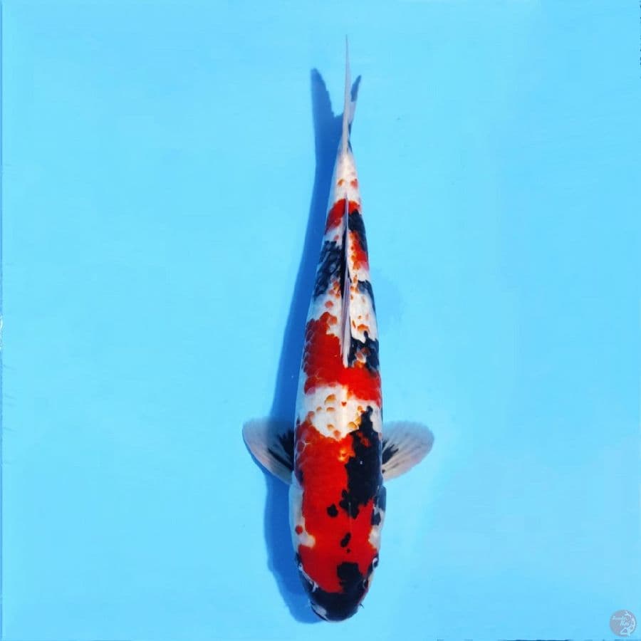 kanoko showa red strong