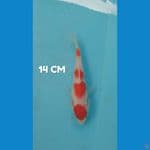 yondan kohaku 14 cm ori SQ 