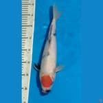 Tancho Showa Tategoi 34cm