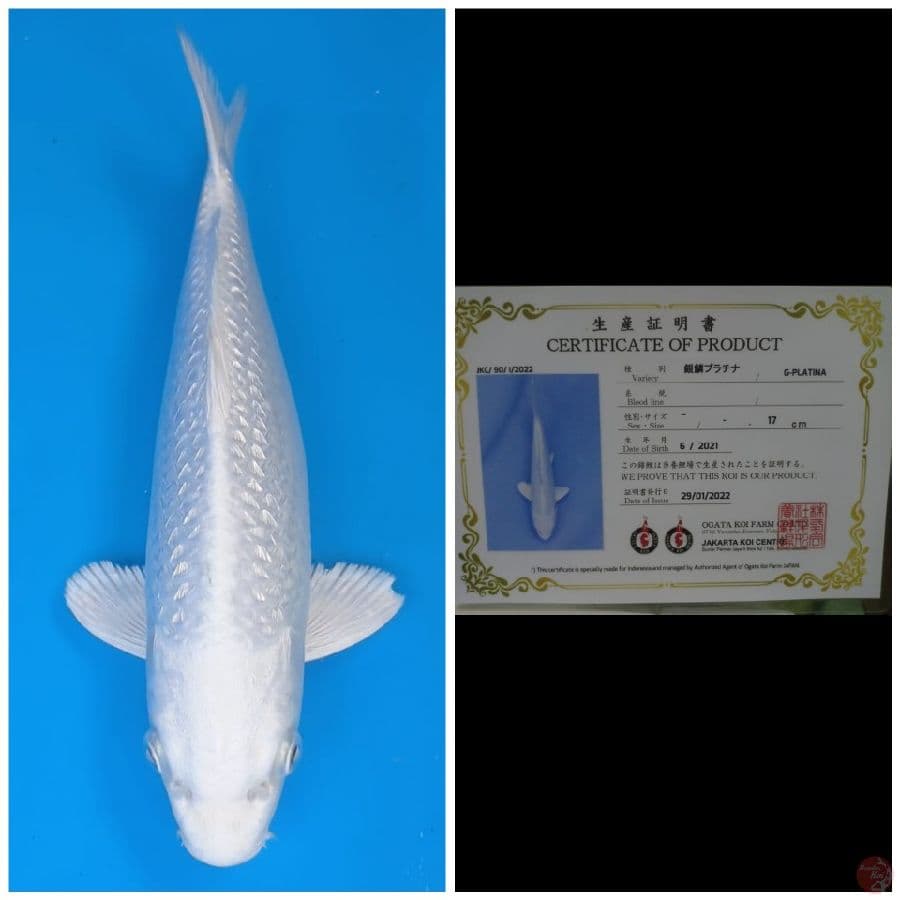 Ogata Platinum Ginrin