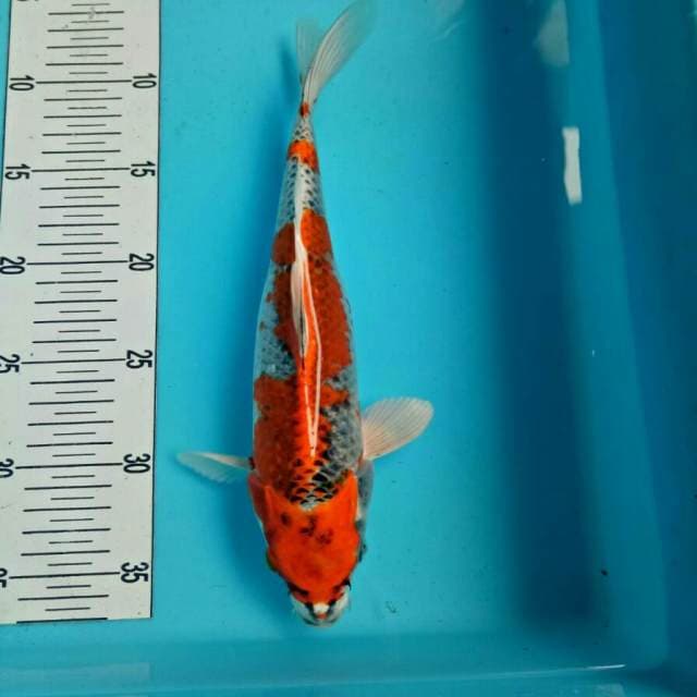 kujaku 27 cm
