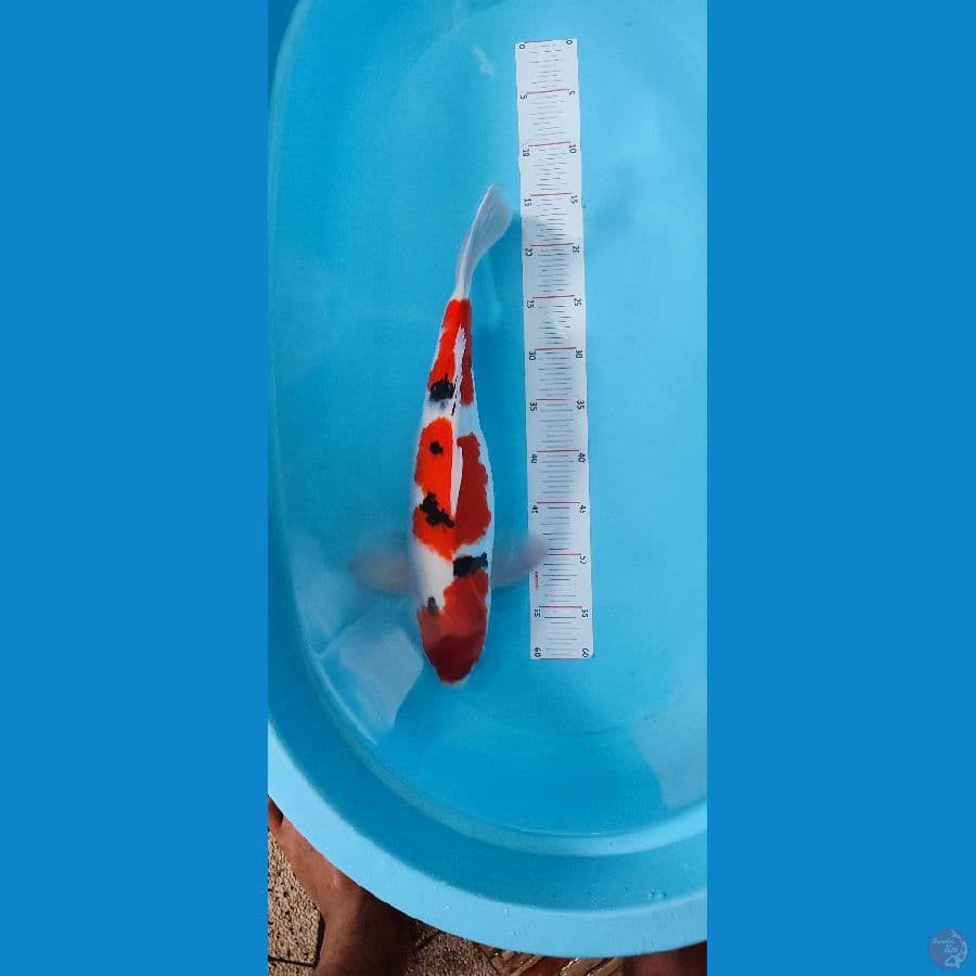 SANKE JUMBO 50 BU - ARIAKA KOI FARM