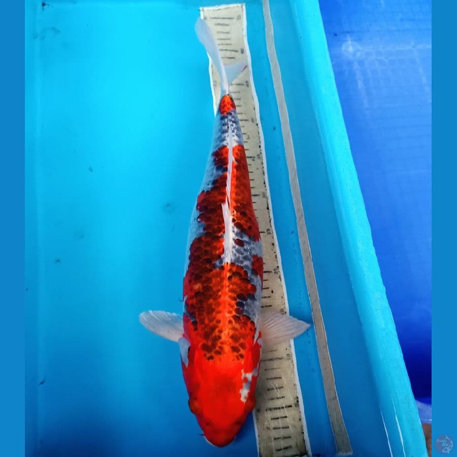 kujaku merah bakalan induk 50bu