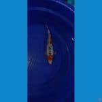 shusui super body 35bu