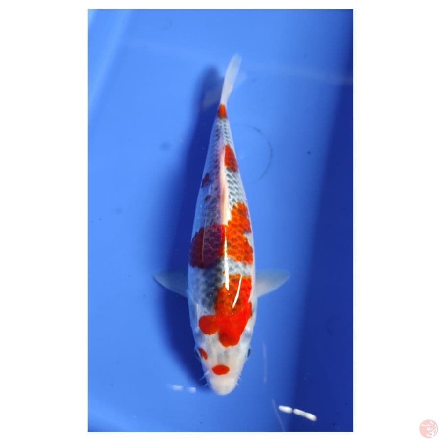 Ghosiki 25CM