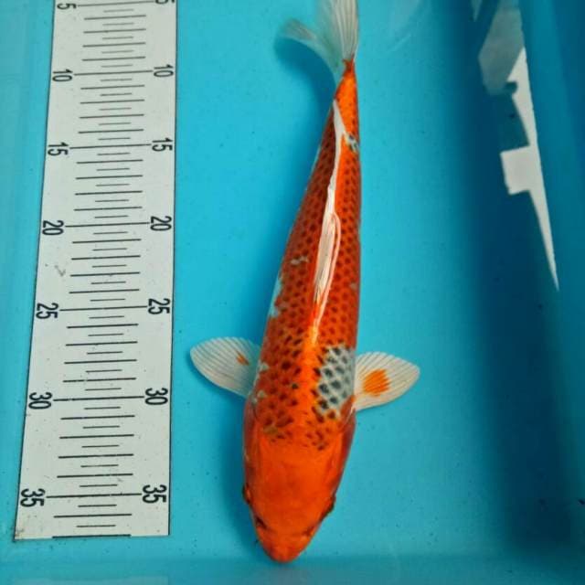 kujaku 30 cm