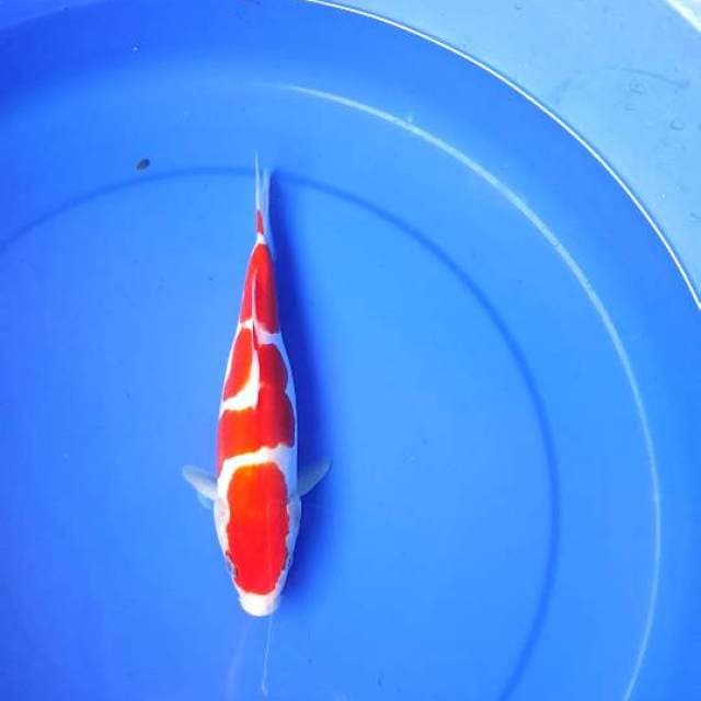 Kohaku 3 step doitsu murni idola