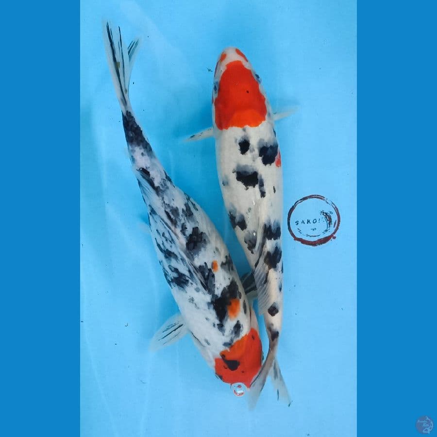 Sanke 28 & 31 cm