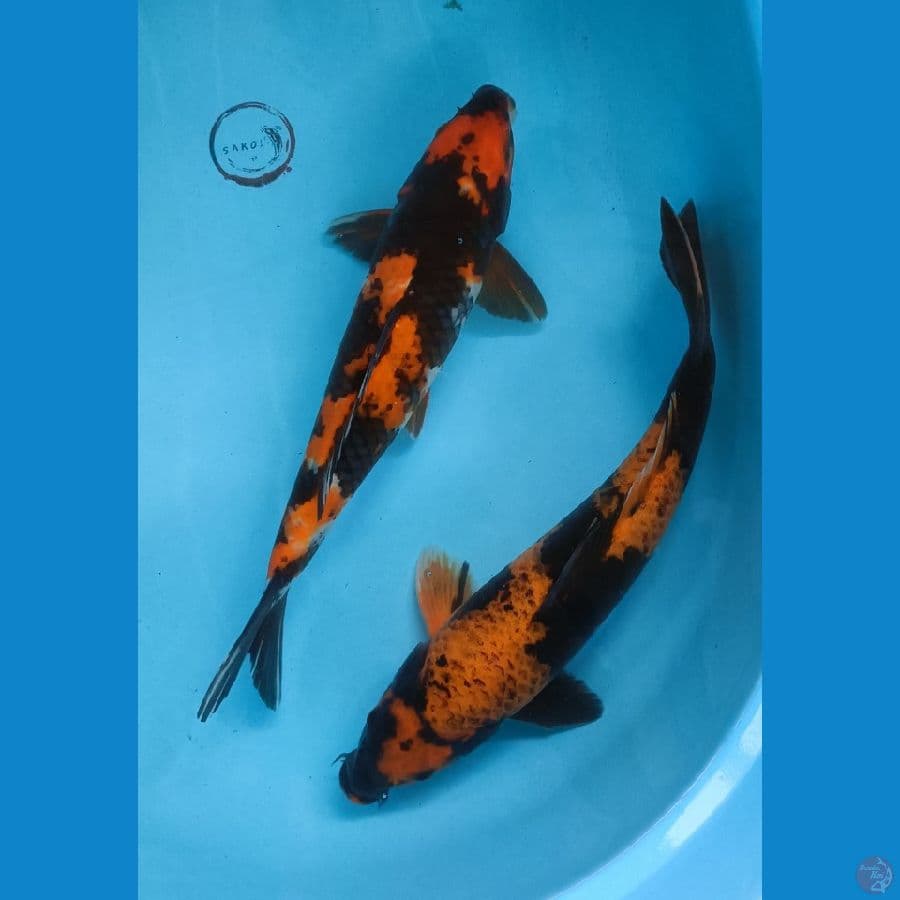showa, utsuri 32 & 34 cm