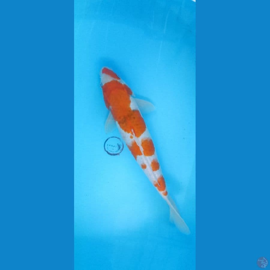 Ai goromo 37 cm
