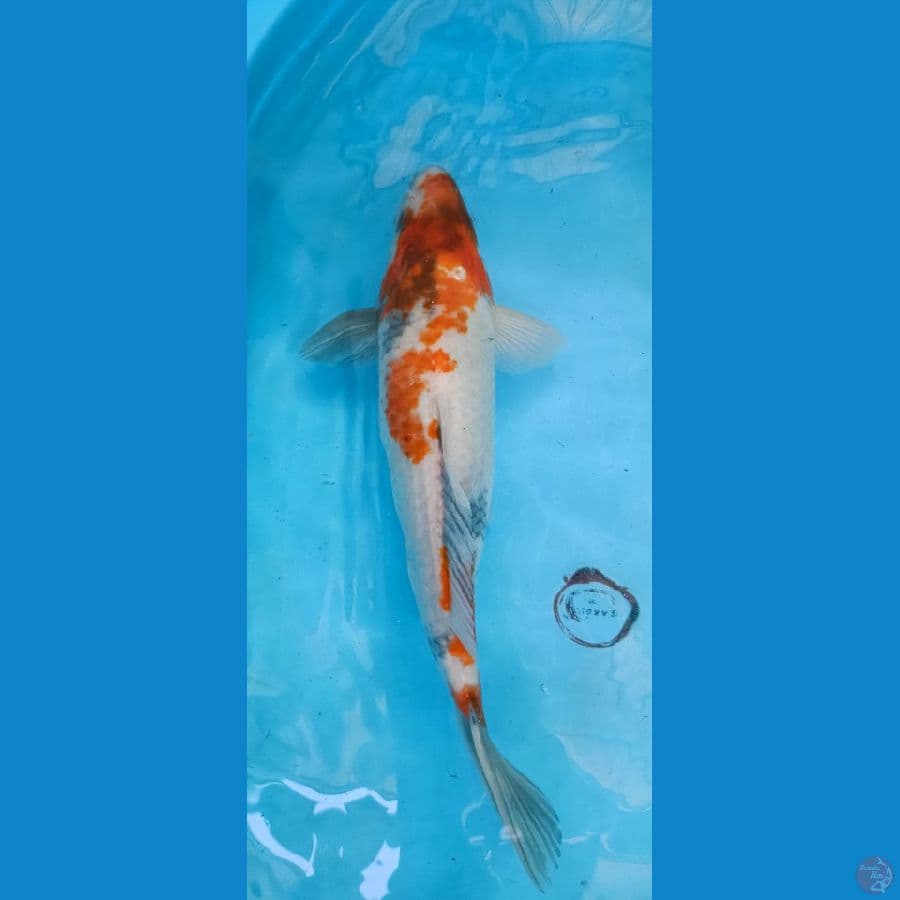 Showa 38 cm