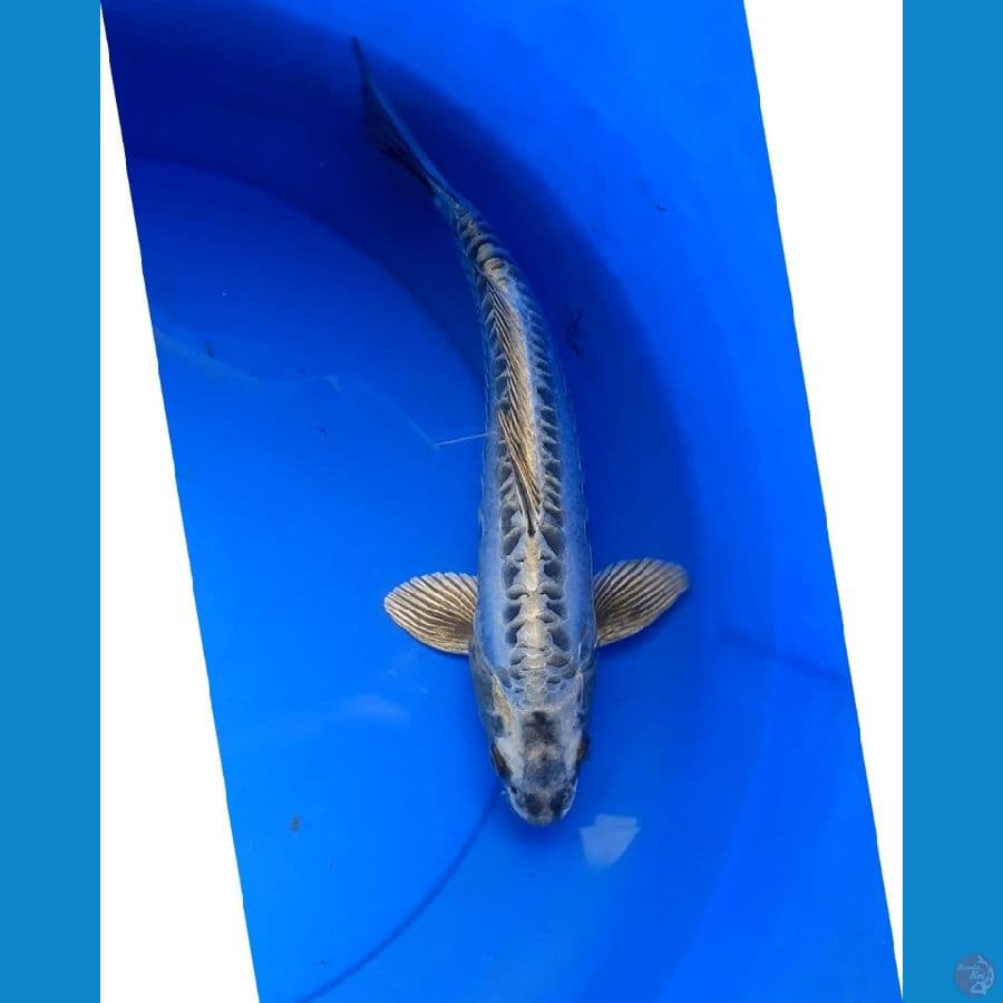 Kawarimono super antik 30 cm