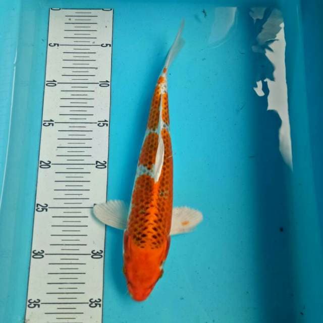 kujaku 30 cm
