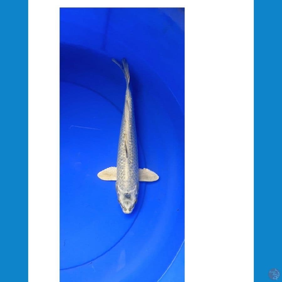 Mukashi ginrin 30 cm male