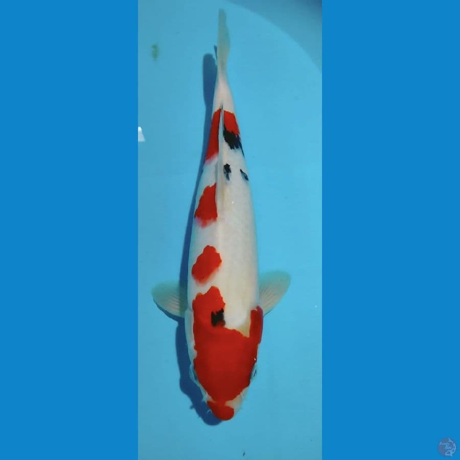 Sanke 34cm