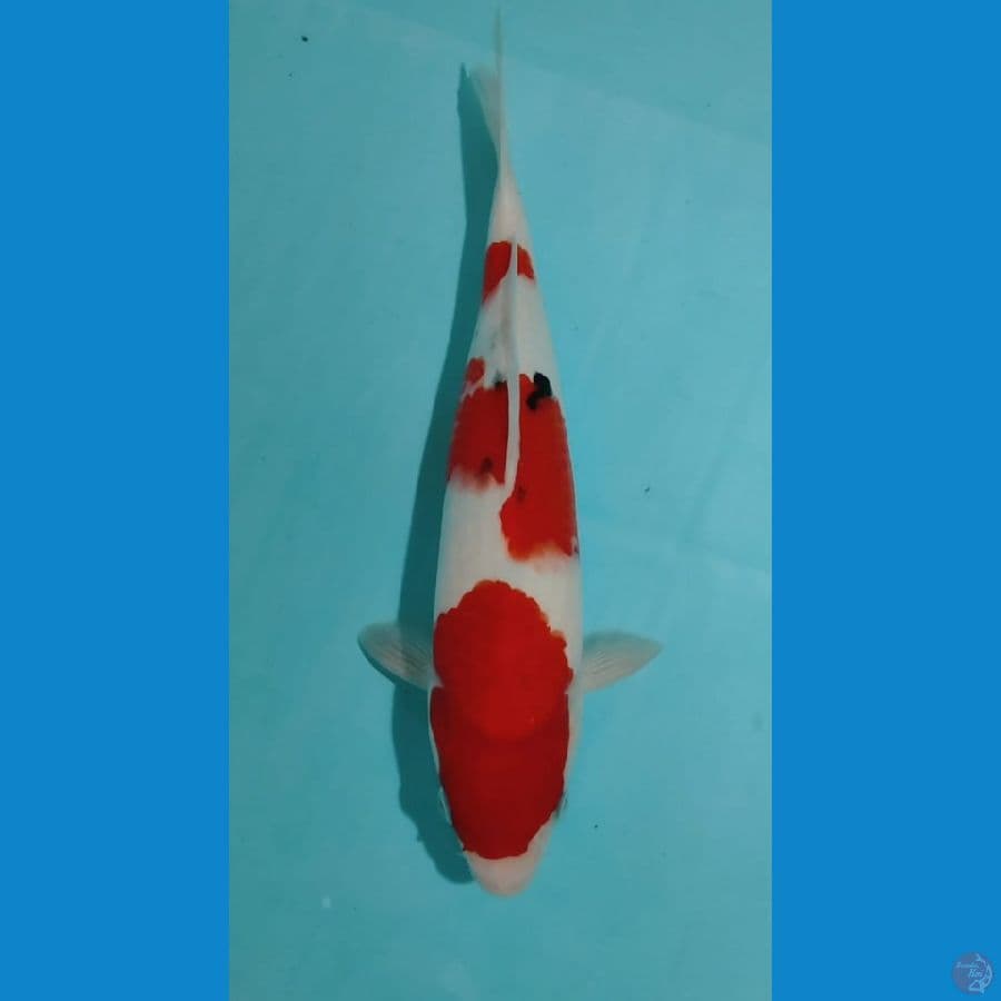 Sanke 31cm