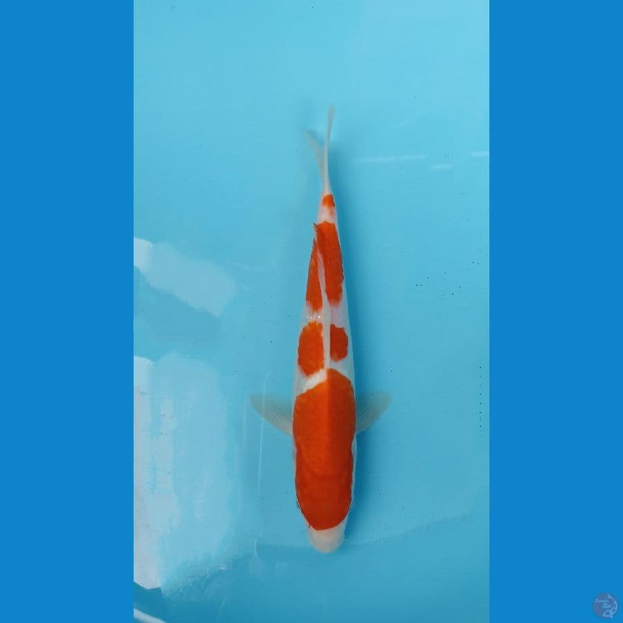 kohaku 25cm