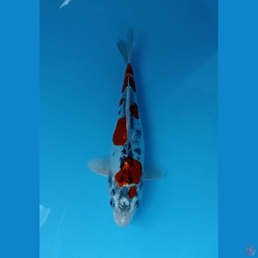 kiko 25cm