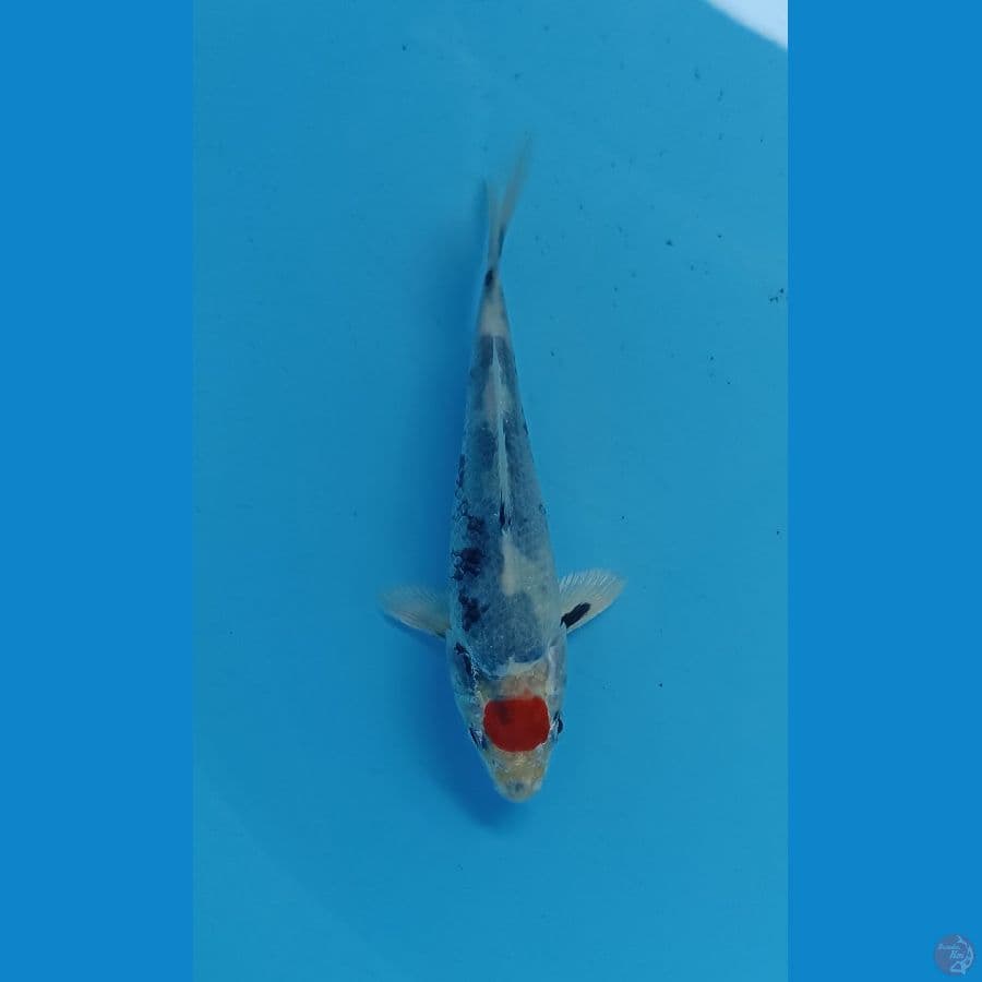 tancho kin showa 13cm