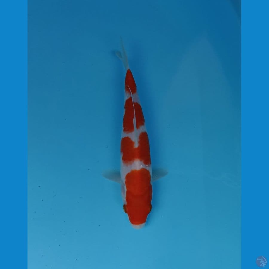 kohaku 21cm