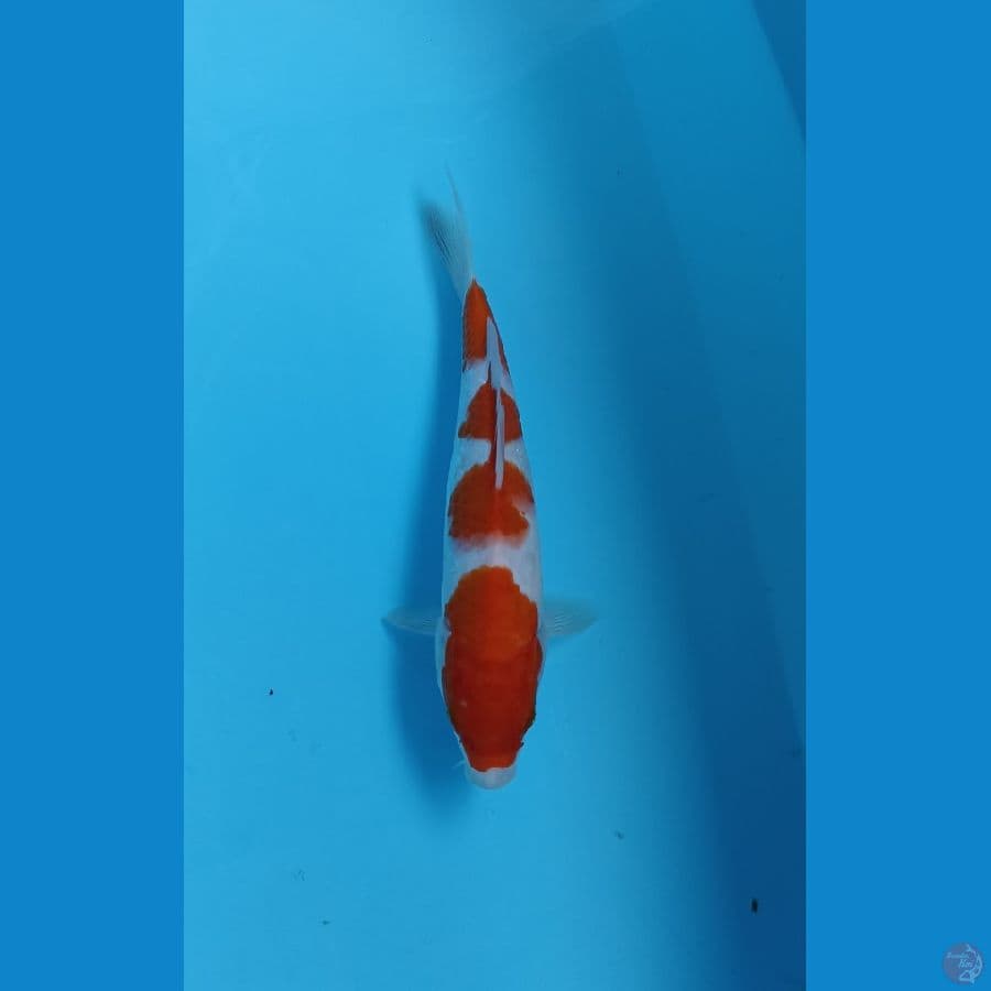 kohaku 23cm