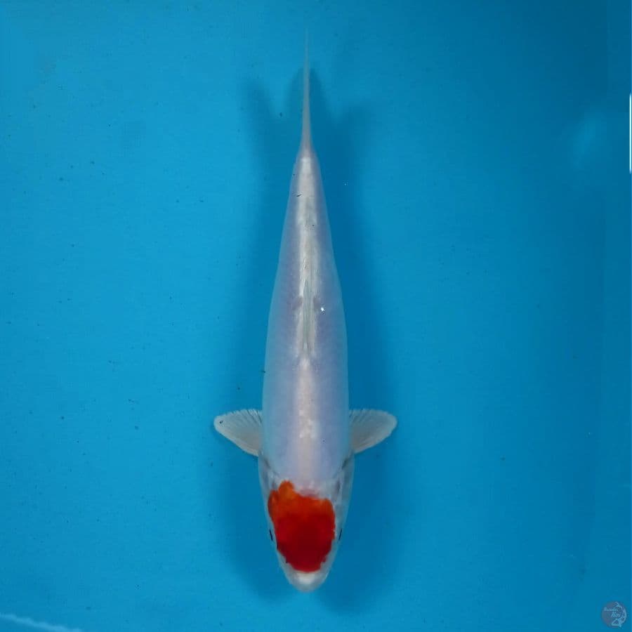tancho kikushui, 22 cm