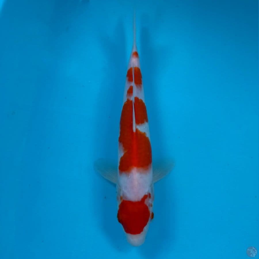 kohaku, 26 cm