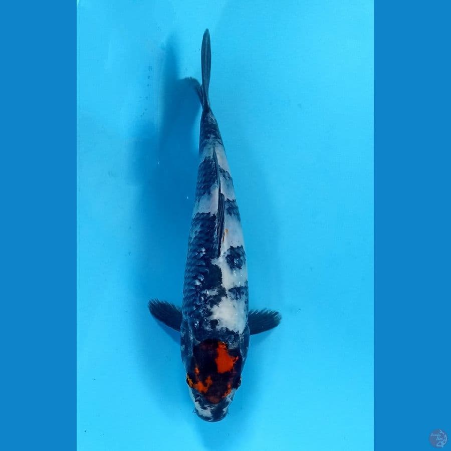 tancho 21cm