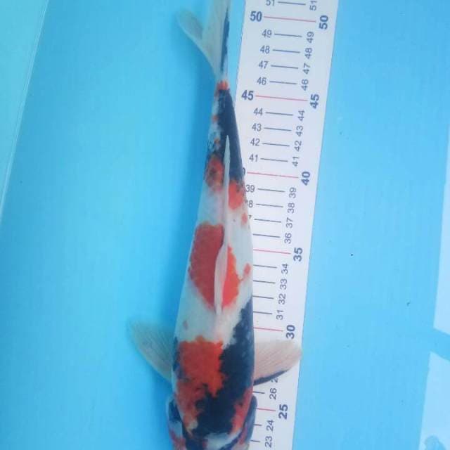 Showa 32 cm