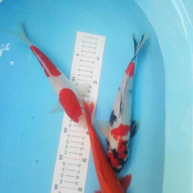 Showa, kohaku doitsu, benegoi