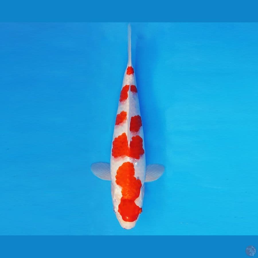 MAGURO 1 - AI GOROMO 35 cm/fm ®