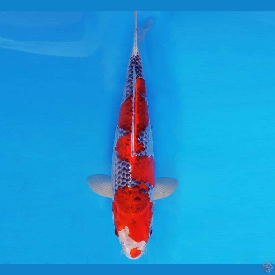 MAGURO 7 - GOSHIKI 30 cm/male ®
