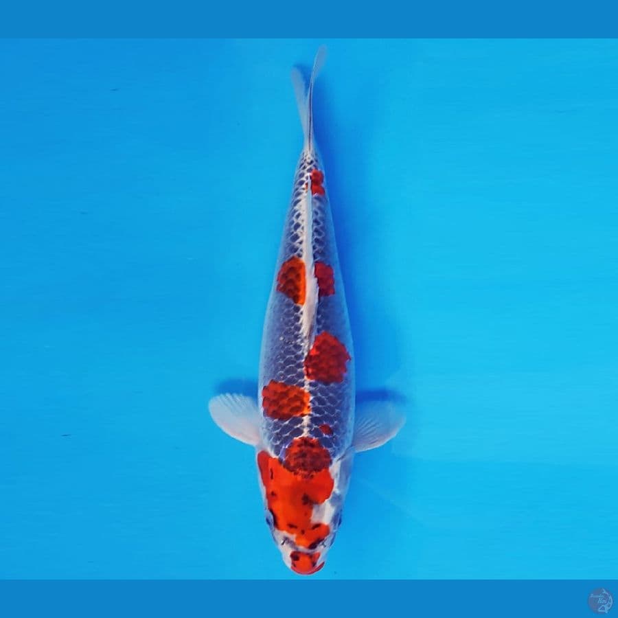 MAGURO 8 - GOSHIKI 32 cm/fm ®