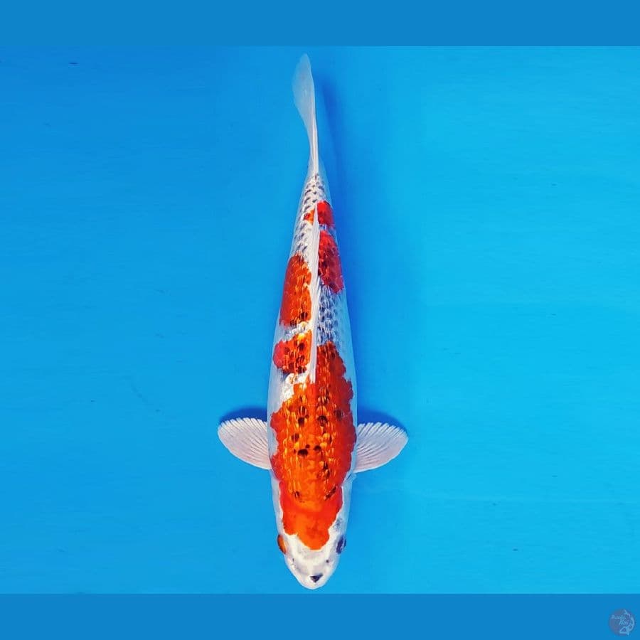 MAGURO 9 - KUJAKU GIN RIN 34 cm/fm ®