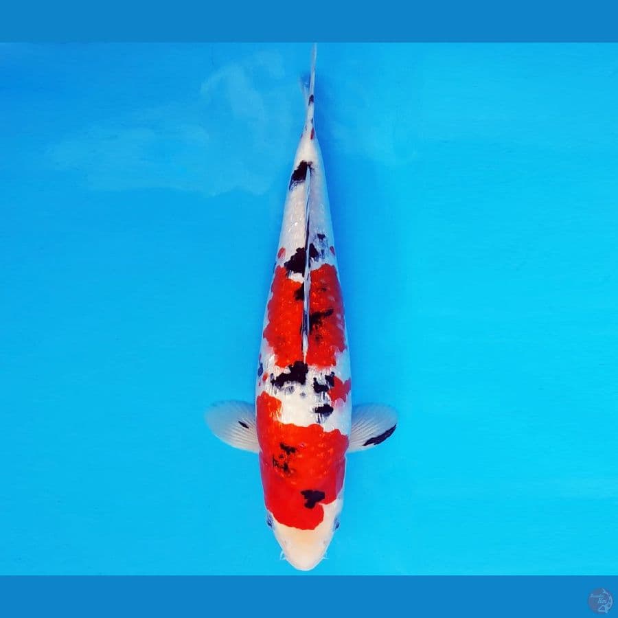 MAGURO 14 - SANKE GIN RIN 37 cm/fm ®