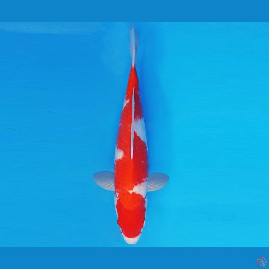 MAGURO 16 - INAZUMA KOHAKU 33 cm/male ®