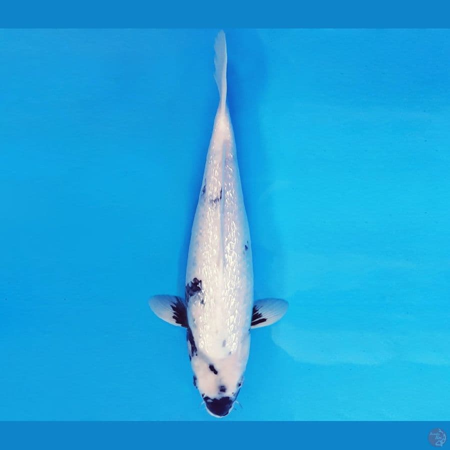 MAGURO 18 - SHIRO GIN RIN EVOLUTION 39 cm/fm ®