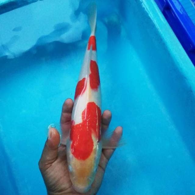 Sandan kohaku SQ