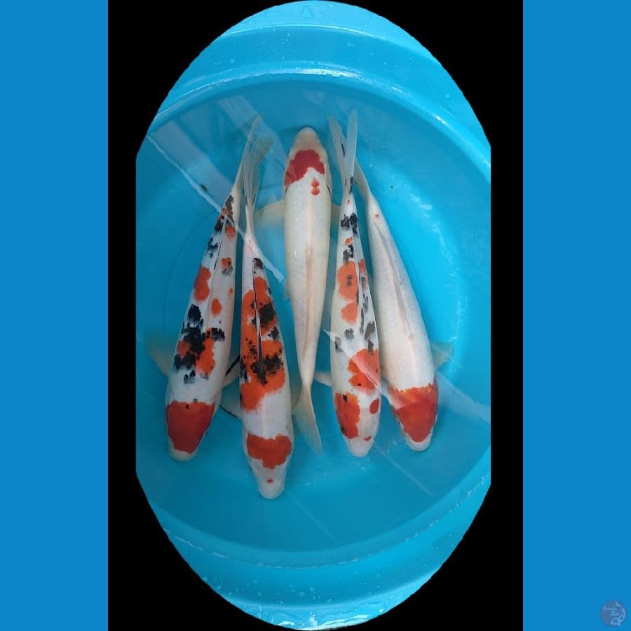 paket mix 35 bu (5 ekor)