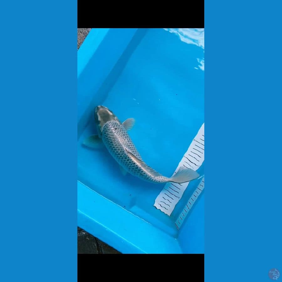 32cm
