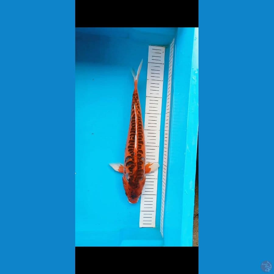 40cm