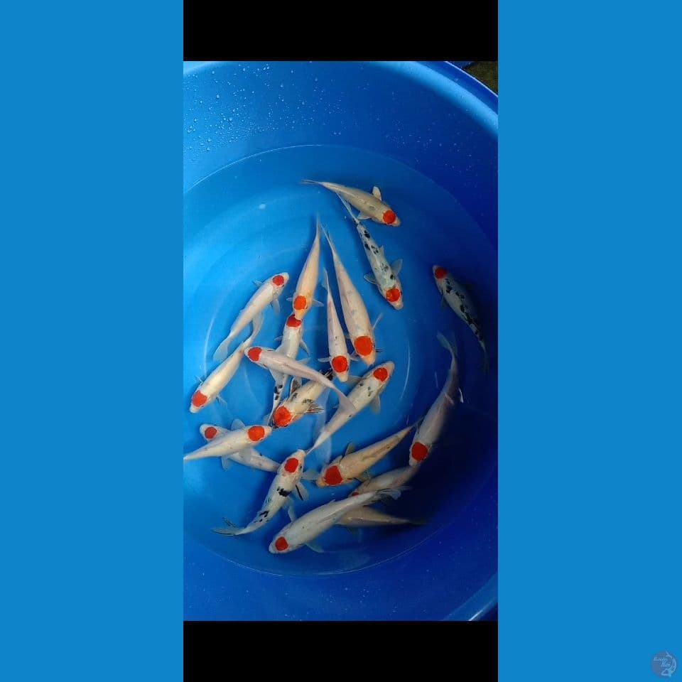 Paket tancho kohaku sanke size 21-27cm