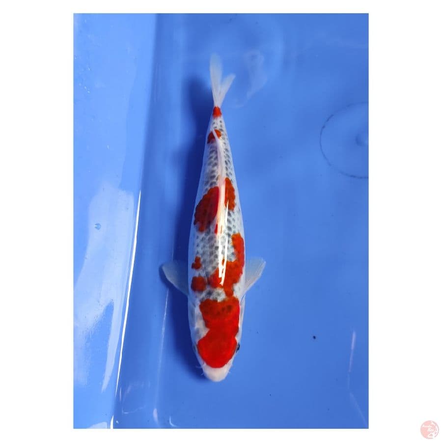 Red Ghosiki 23CM