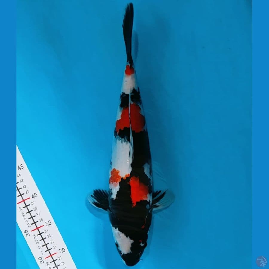 Showa bozu 38cm