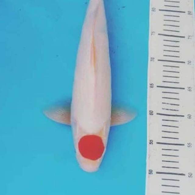 ORIGINAL JUMBO 41 CM
