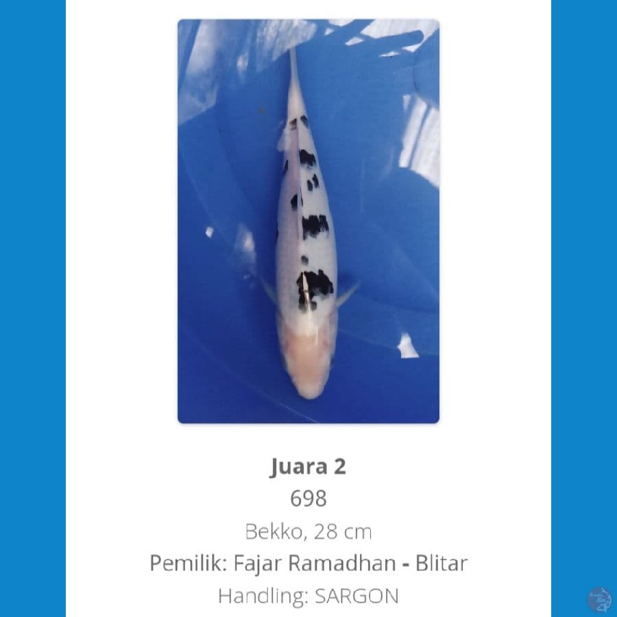 bekko 30 cm ready show